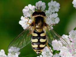 Attēlu rezultāti vaicājumam “Eupeodes corollae”
