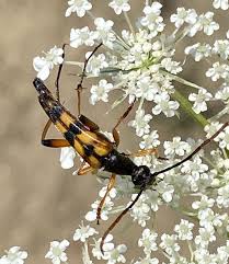 Attēlu rezultāti vaicājumam “Strangalia attenuata”