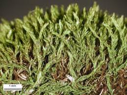 Attēlu rezultāti vaicājumam “Bryum caespiticium”