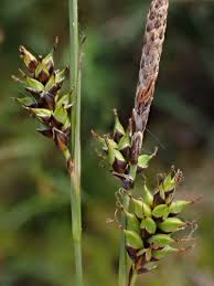 Attēlu rezultāti vaicājumam “Carex hostiana”