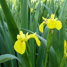 Attēlu rezultāti vaicājumam “Iris pseudacorus leaf”