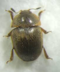 Attēlu rezultāti vaicājumam “Cychramus variegatus”