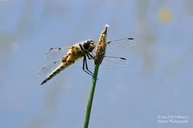 Attēlu rezultāti vaicājumam “Libellula quadrimaculata eggs”