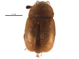 Attēlu rezultāti vaicājumam “Epuraea sp.”