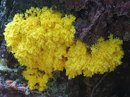 Image result for Fuligo septica