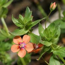 Image result for Anagallis arvensis