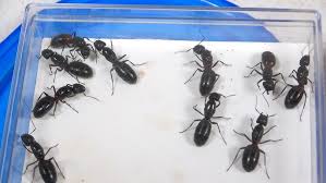 「尾高文人 ナナシノゲエム」の画像検索結果