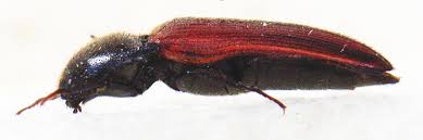 Attēlu rezultāti vaicājumam “Ampedus sanguinolentus”