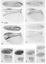 Attēlu rezultāti vaicājumam “Ectobius sylvestris female”
