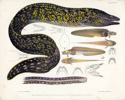 Image result for Muraena helena