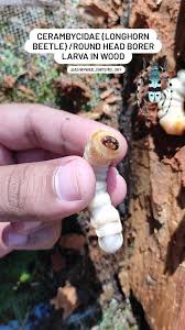 Attēlu rezultāti vaicājumam “Cerambycidae larva”