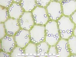 Attēlu rezultāti vaicājumam “Calypogeia azurea cells”