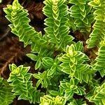 Attēlu rezultāti vaicājumam “Empetrum nigrum leaf”