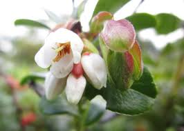Attēlu rezultāti vaicājumam “Vaccinium vitis-idaea bud”