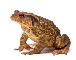 Attēlu rezultāti vaicājumam “Bufo bufo”