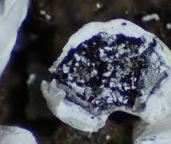 Attēlu rezultāti vaicājumam “Physarum bivalve spores”