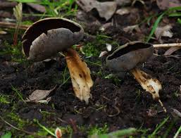 Attēlu rezultāti vaicājumam “Helvella”