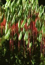 Attēlu rezultāti vaicājumam “Bryum pallens sporophyte”