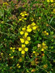 Attēlu rezultāti vaicājumam “Potentilla erecta flower”