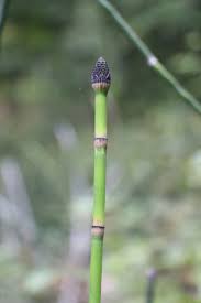 Attēlu rezultāti vaicājumam “Equisetum hyemale”