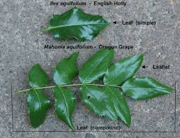 Attēlu rezultāti vaicājumam “Mahonia aquifolium leaf”