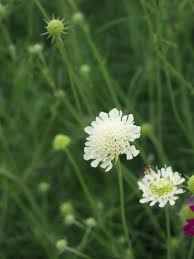 Attēlu rezultāti vaicājumam “Scabiosa ochroleuca”