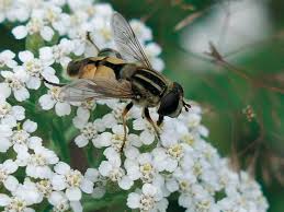 Attēlu rezultāti vaicājumam “Helophilus hybridus”