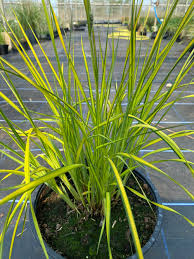 Attēlu rezultāti vaicājumam “Carex elata flower”