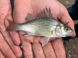 Image result for Morone americana