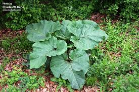 Attēlu rezultāti vaicājumam “Arctium lappa leaf”