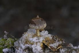 Attēlu rezultāti vaicājumam “Geastrum pectinatum”