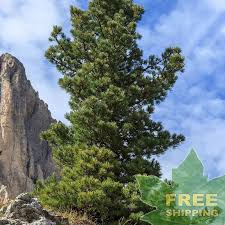 Attēlu rezultāti vaicājumam “Pinus cembra”