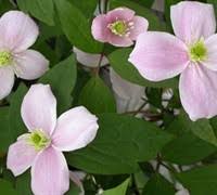 Attēlu rezultāti vaicājumam “Libanotis montana flower”