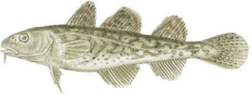 Image result for Microgadus tomcod