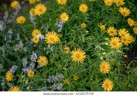 Image result for Buphthalmum salicifolium