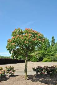 Attēlu rezultāti vaicājumam “Aesculus x hybrida”