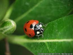 Attēlu rezultāti vaicājumam “Coccinella septempunctata imago”