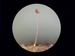 Attēlu rezultāti vaicājumam “Cribraria microcarpa”