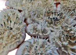 Attēlu rezultāti vaicājumam “Penicillium vulpinum”