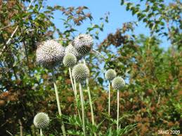 Image result for Echinops spaerocephalus