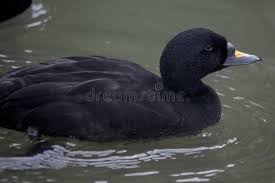 Attēlu rezultāti vaicājumam “Melanitta nigra male”