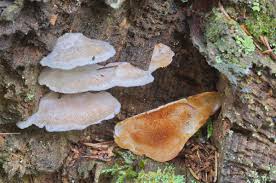 Attēlu rezultāti vaicājumam “Postia fragilis”