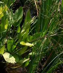 Attēlu rezultāti vaicājumam “Alisma plantago-aquatica”