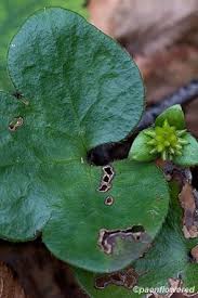 Attēlu rezultāti vaicājumam “Hepatica nobilis fruit”