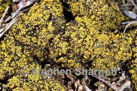 Attēlu rezultāti vaicājumam “Candelariella sp.”