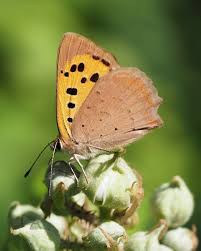 Attēlu rezultāti vaicājumam “Lycaena phlaeas underside”