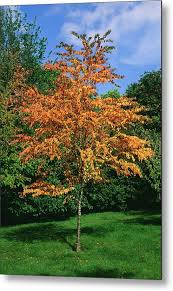 Attēlu rezultāti vaicājumam “Cercidiphyllum japonicum”