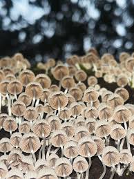 Attēlu rezultāti vaicājumam “Coprinus disseminatus”