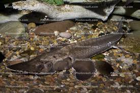 Image result for Scaphirhynchus platorynchus