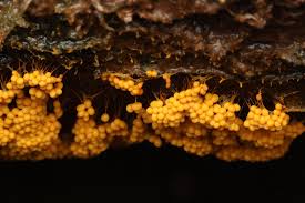 Attēlu rezultāti vaicājumam “Badhamia utricularis macro”